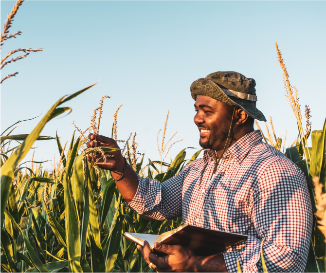 maize planting